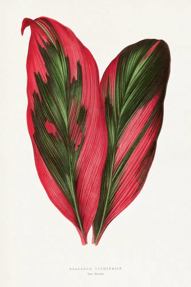 Pink Dracaena Terminalis leaf illustration. poster detail