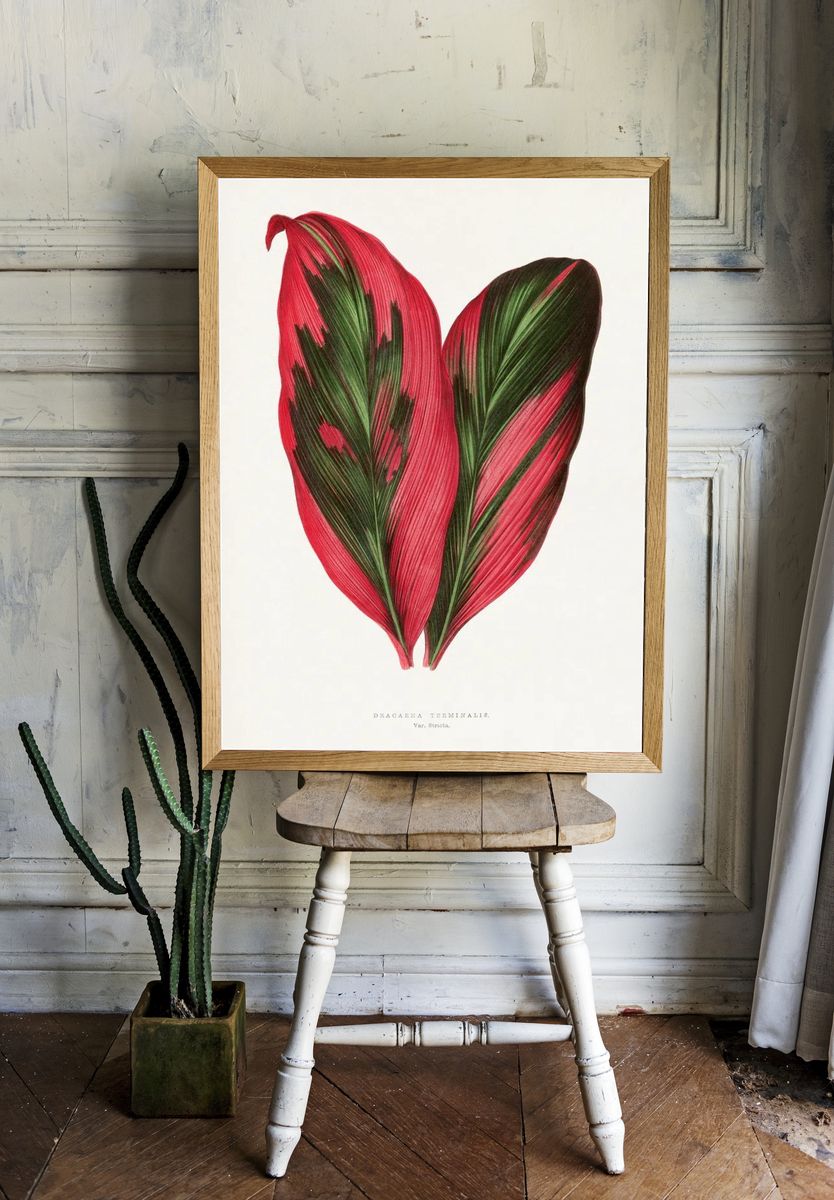 Pink Dracaena Terminalis leaf illustration. — room view 1