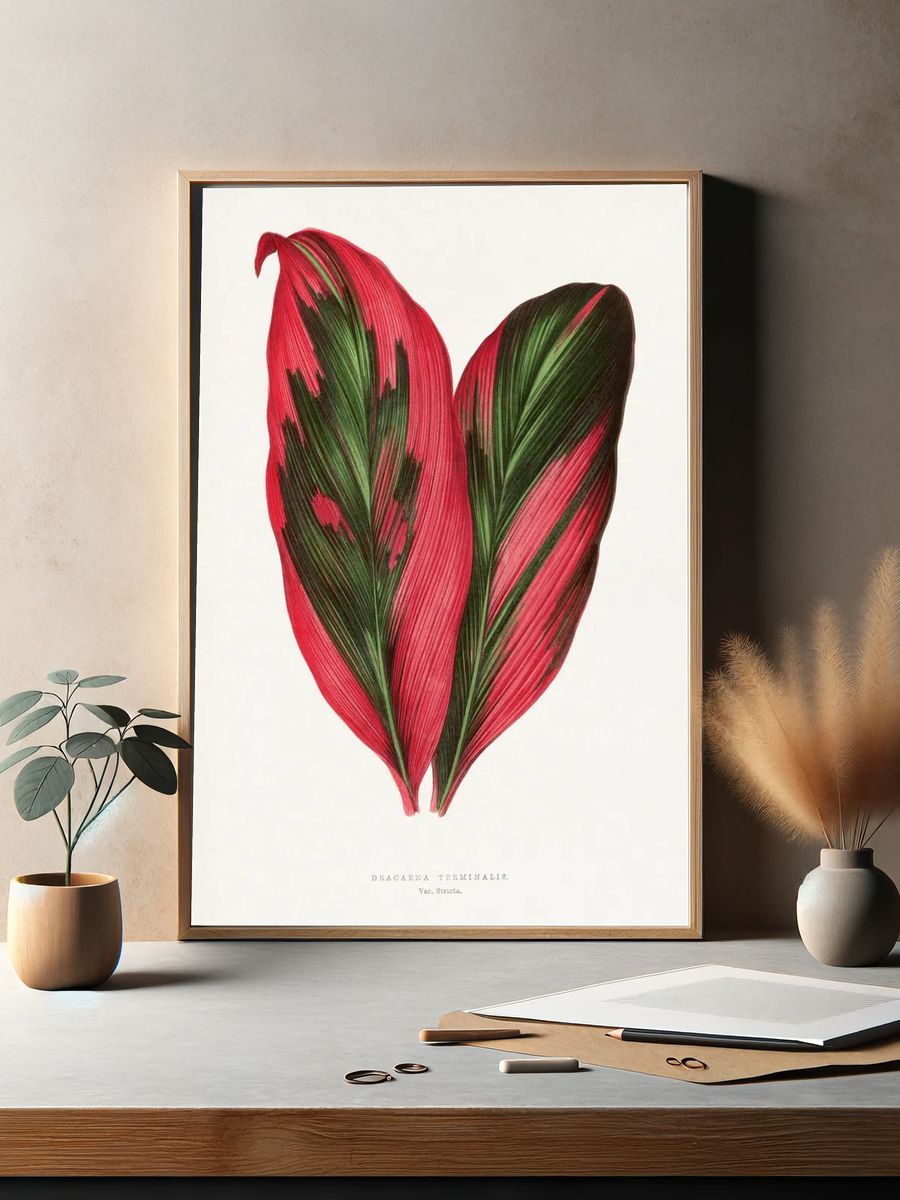 Pink Dracaena Terminalis leaf illustration. — room view 2