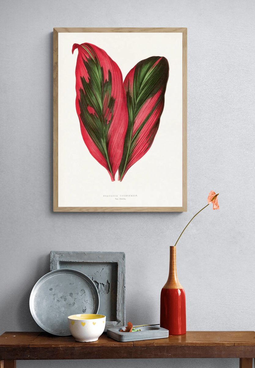 Pink Dracaena Terminalis leaf illustration. — room view 3