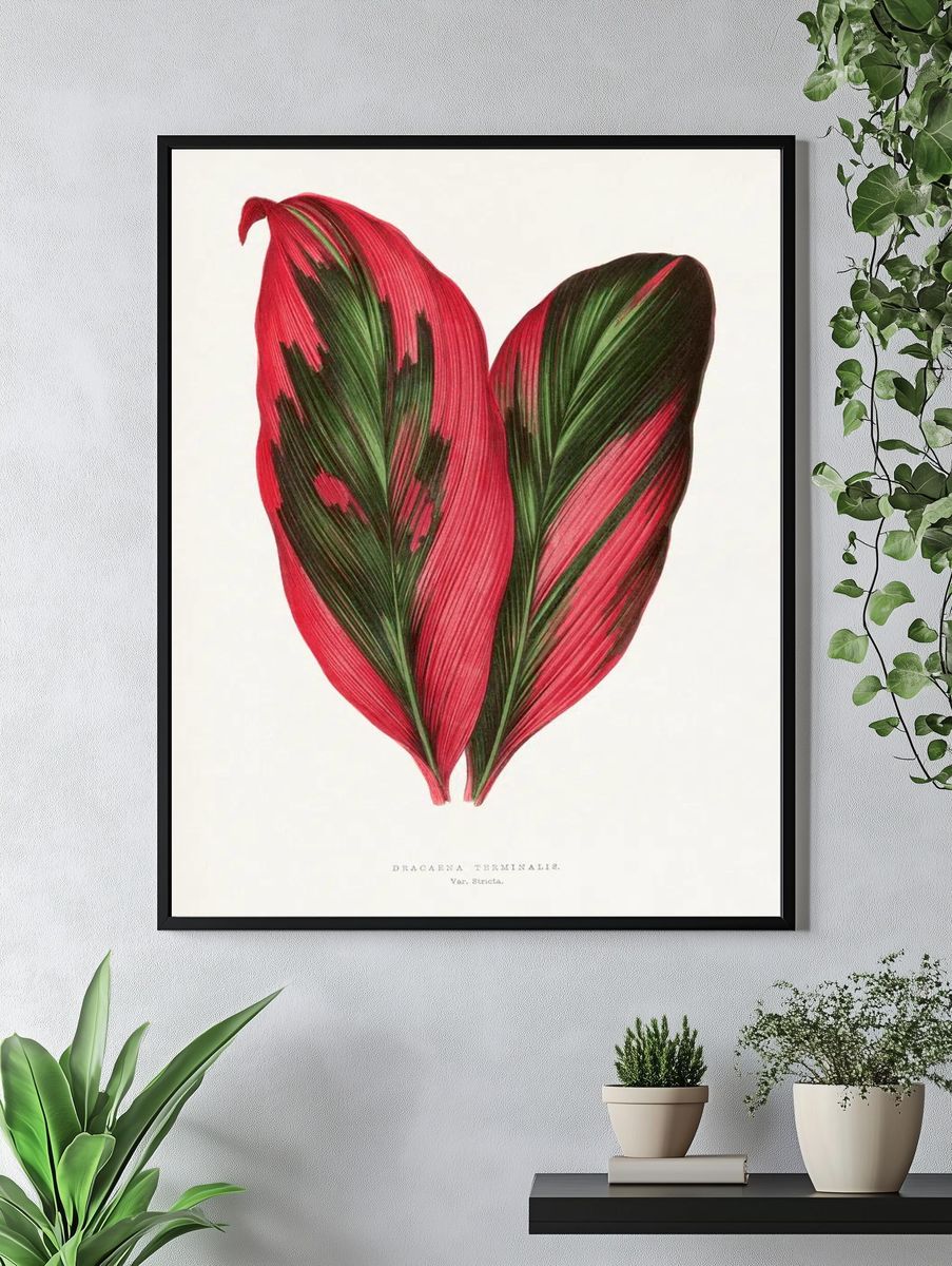 Pink Dracaena Terminalis leaf illustration. — room view 4
