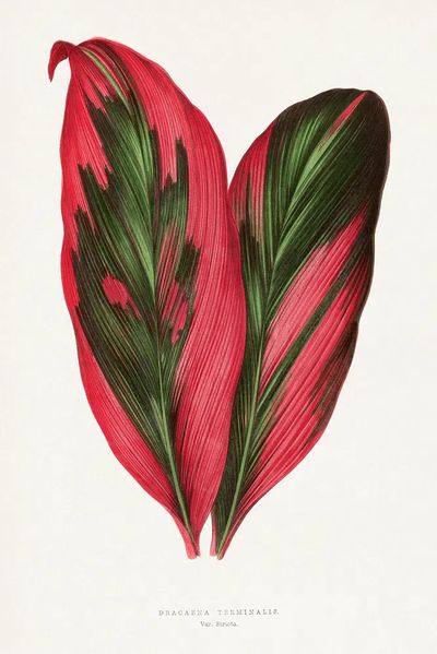 Pink Dracaena Terminalis leaf illustration. poster
