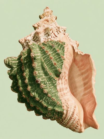 Seashell Botanical Print. poster