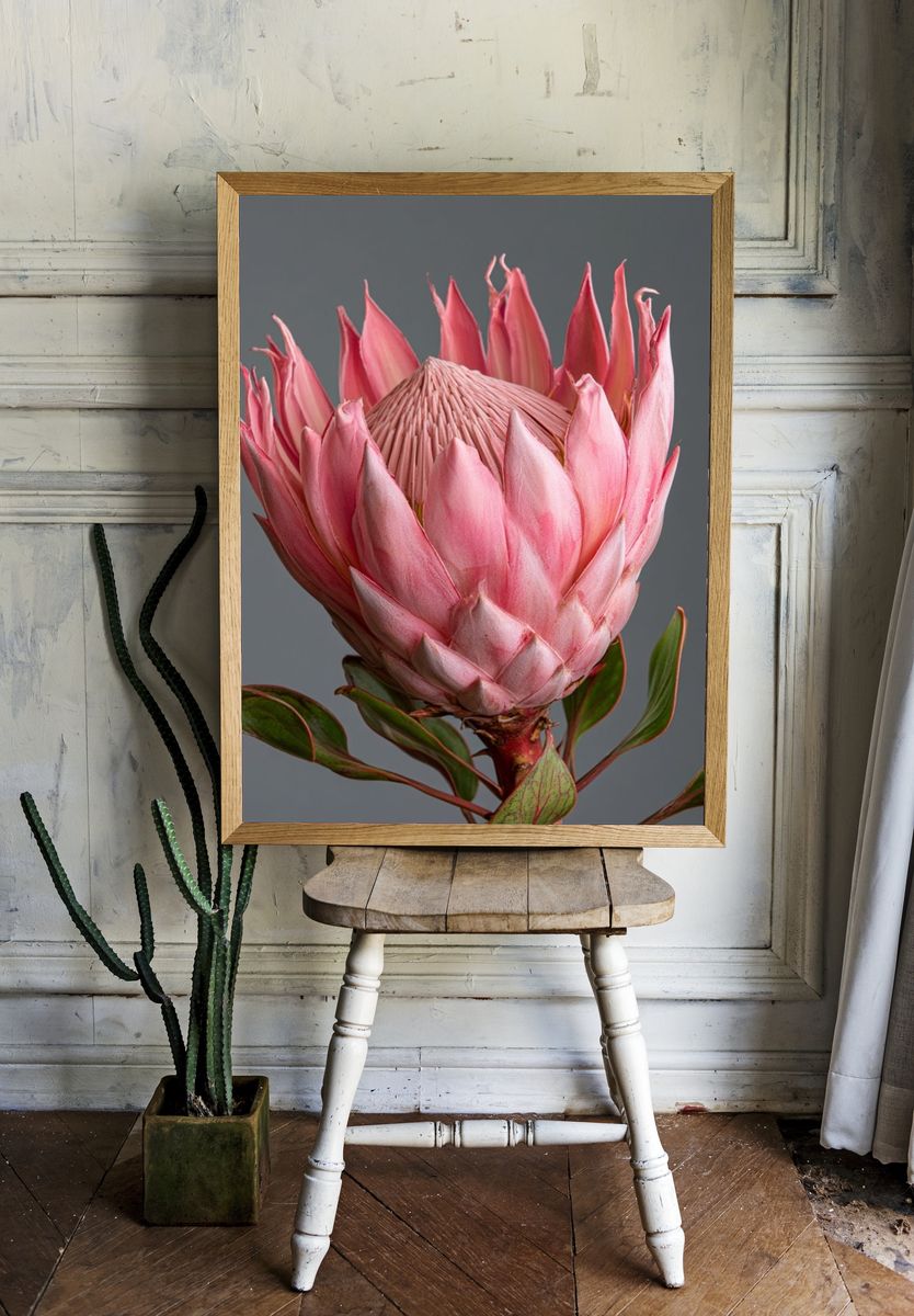 Pink Protea Botanical Print. room preview