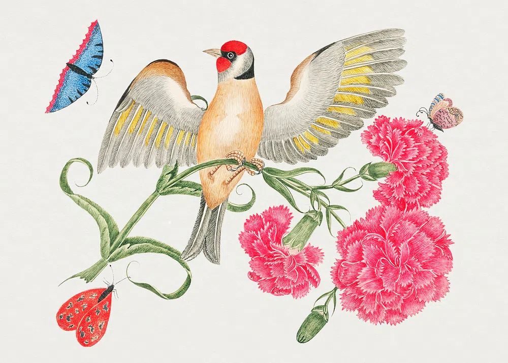18th century illustration brown bird. poster — botanical art