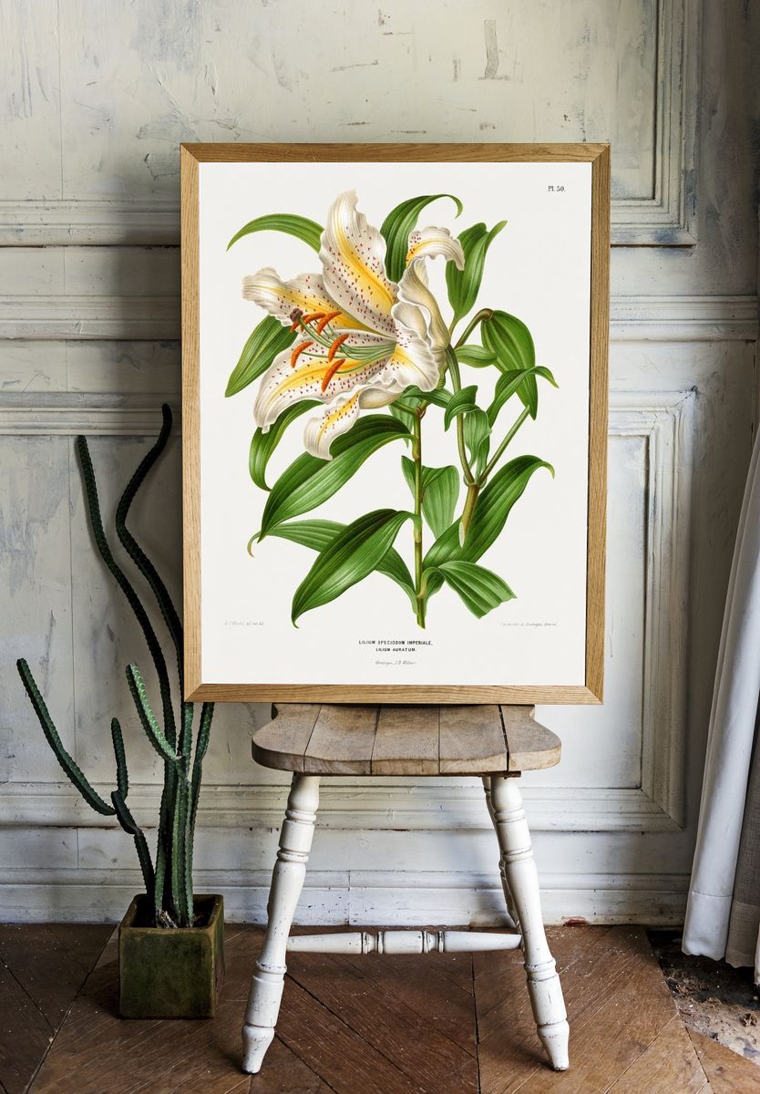 Lilium Speciosum Imperiale, Lilium Auratum. — room view 1