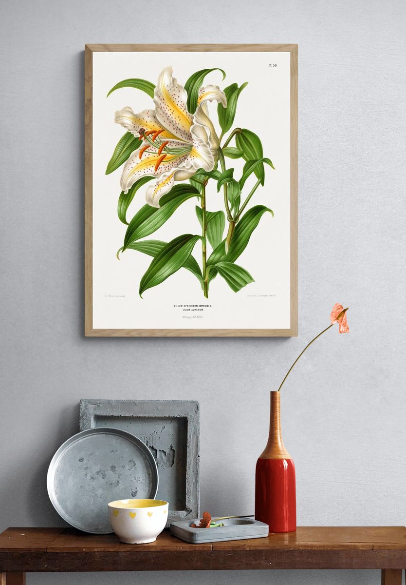 Lilium Speciosum Imperiale, Lilium Auratum. — room view 3