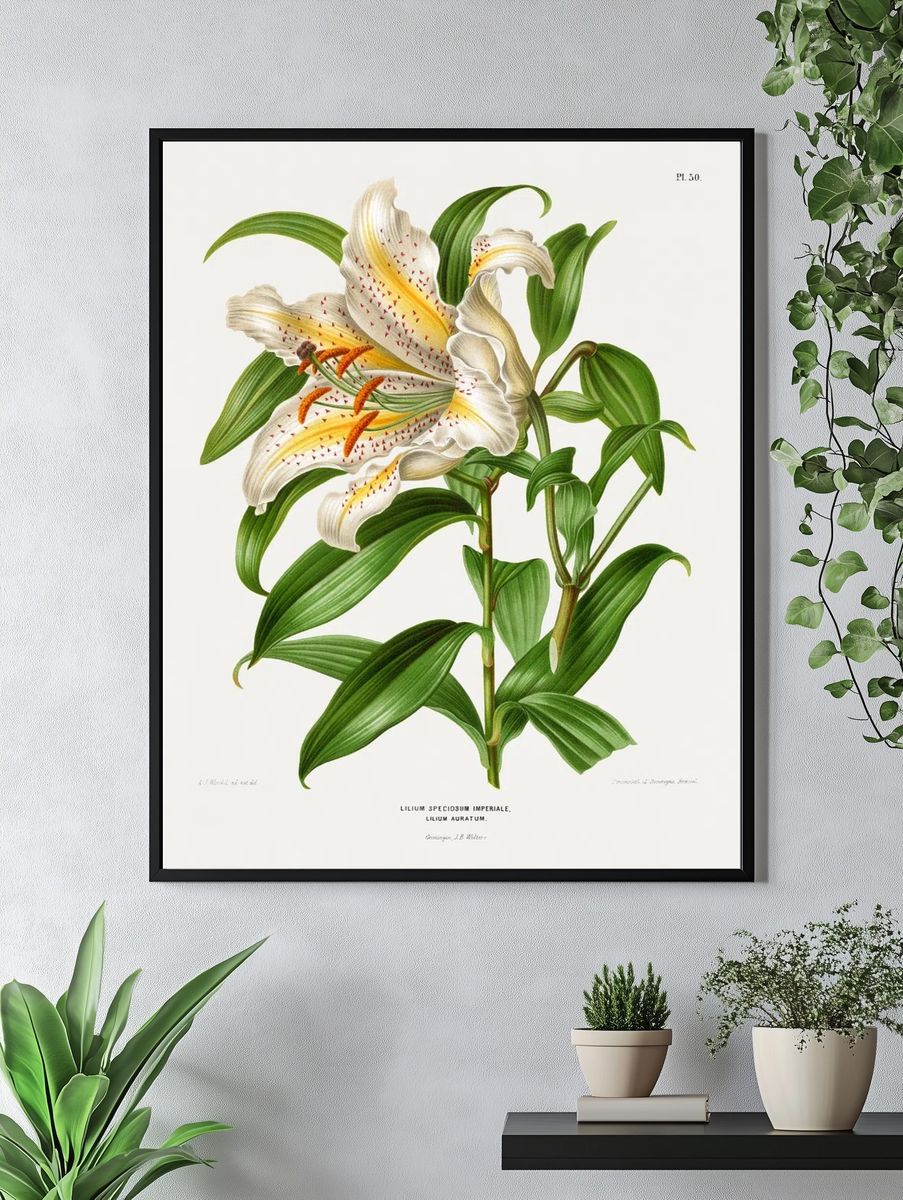 Lilium Speciosum Imperiale, Lilium Auratum. — room view 4