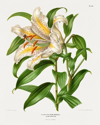 Lilium Speciosum Imperiale, Lilium Auratum. poster