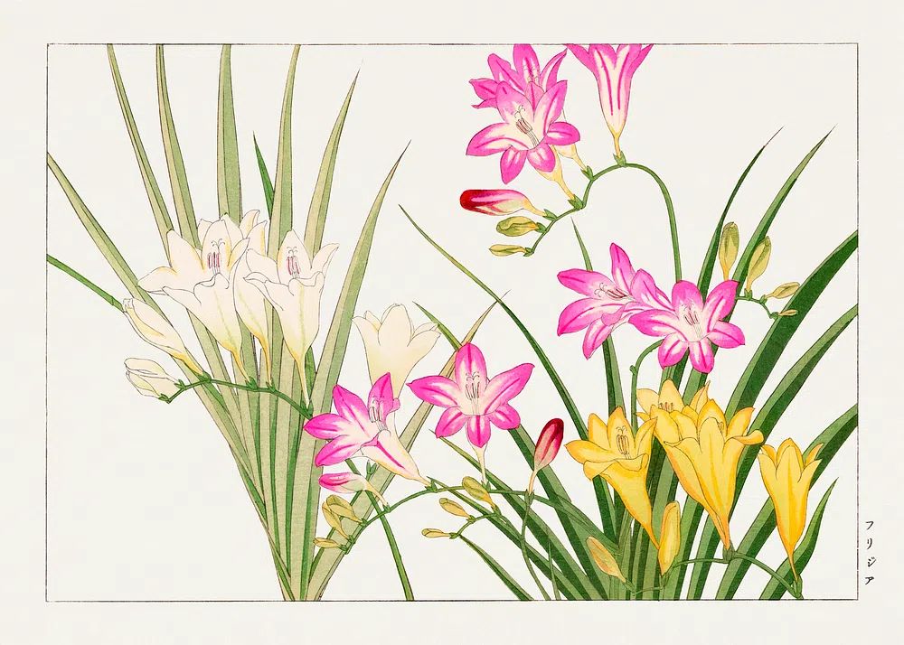 Freesia Botanical Illustration Poster. poster detail