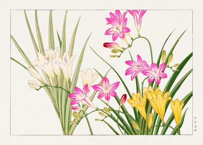 Freesia Botanical Illustration Poster. poster