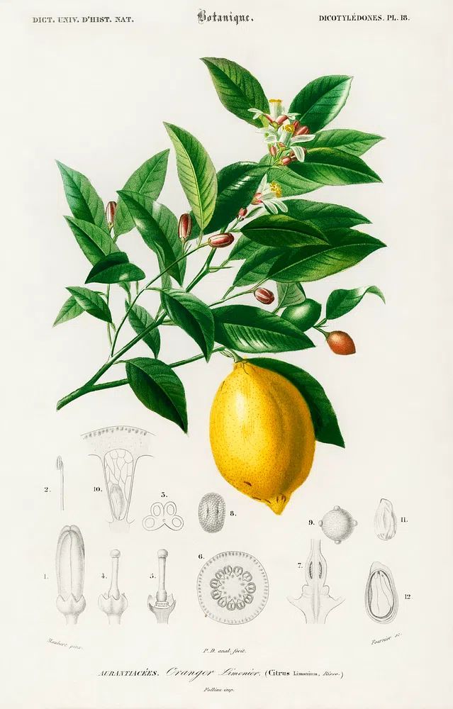 Lemon (Citrus Limonium) illustrated Charles. poster — botanical art