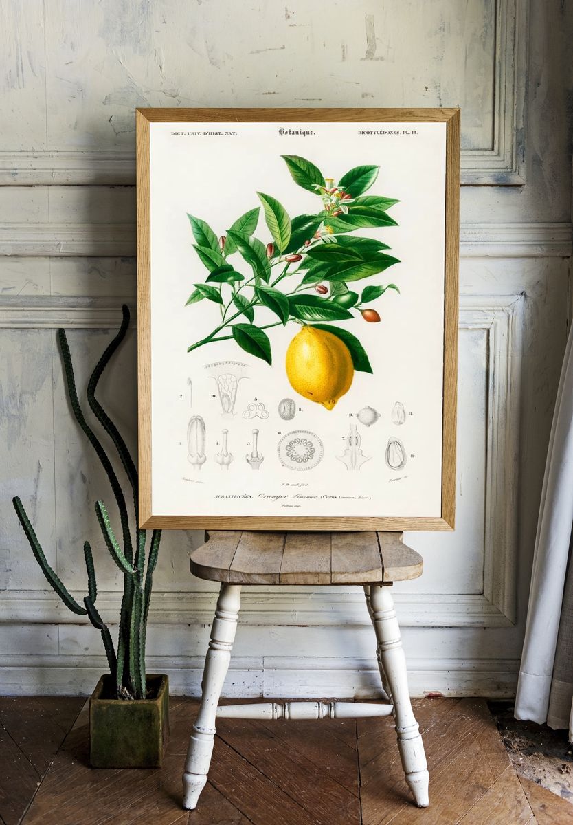 Lemon (Citrus Limonium) illustrated Charles. — room view 1