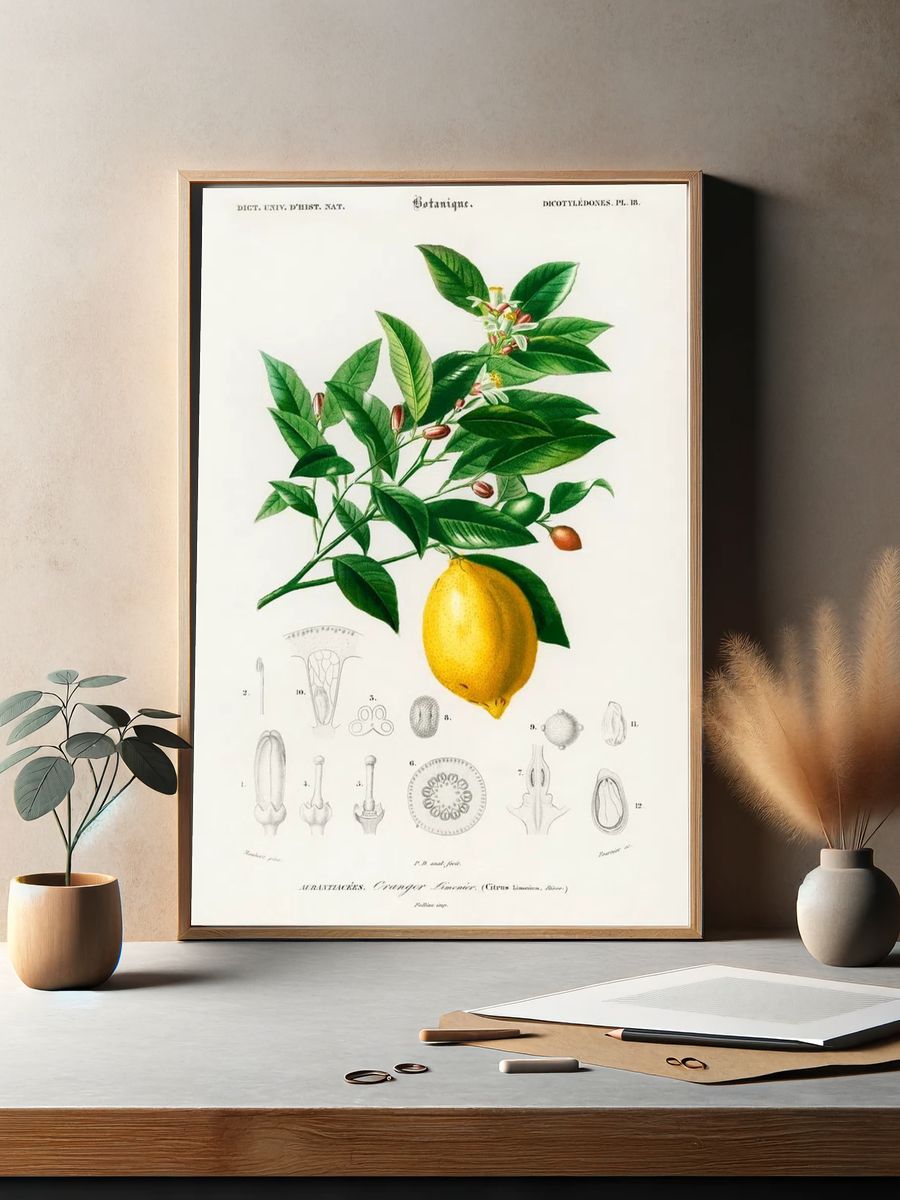Lemon (Citrus Limonium) illustrated Charles. — room view 2