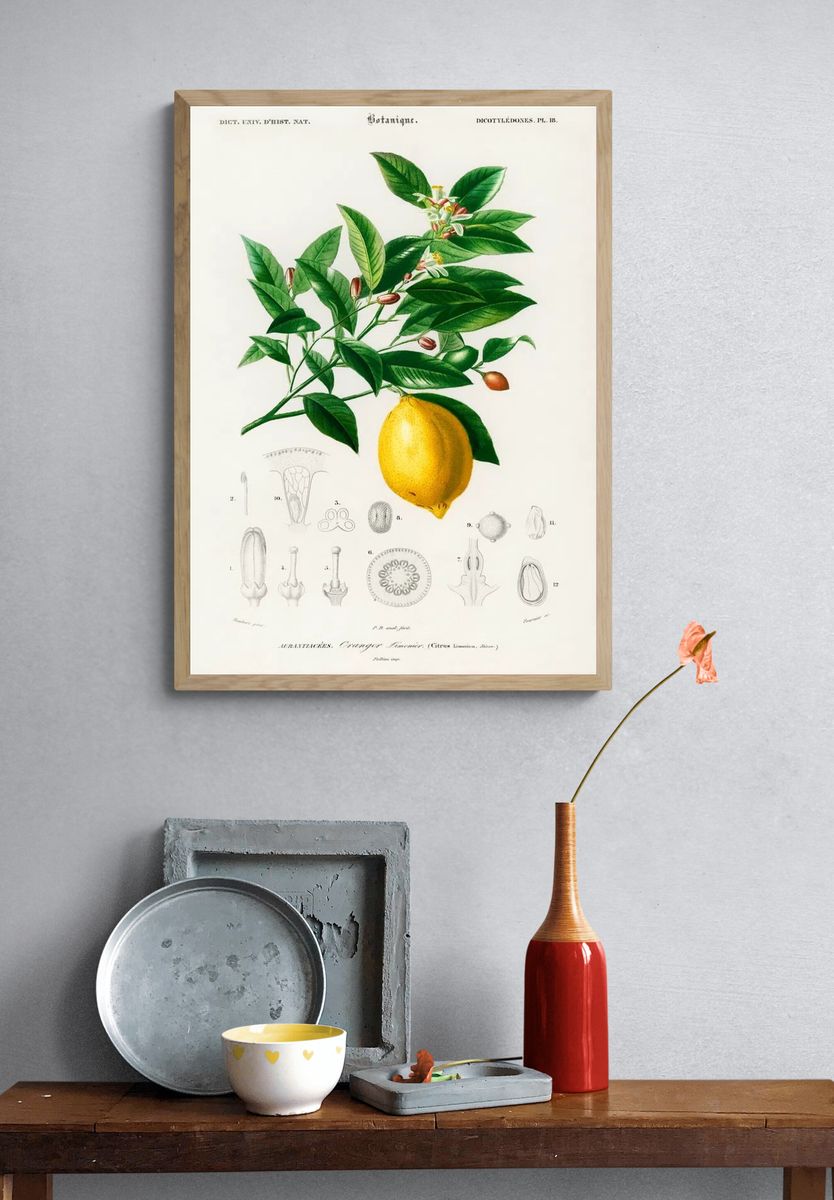 Lemon (Citrus Limonium) illustrated Charles. — room view 3