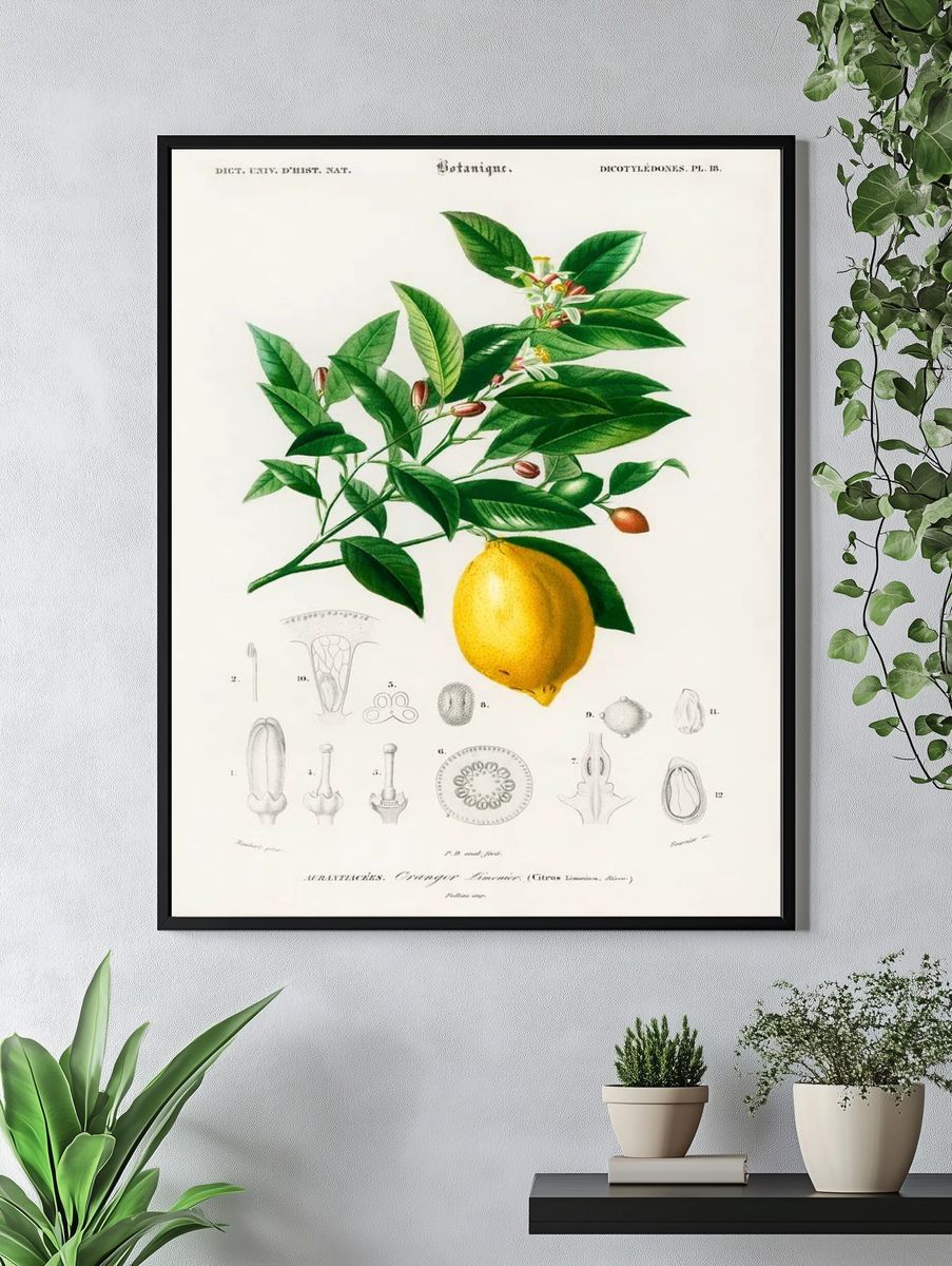 Lemon (Citrus Limonium) illustrated Charles. — room view 4