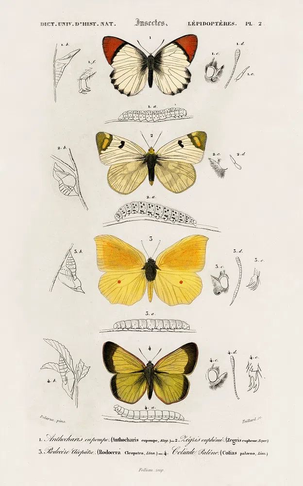 Different types butterfly illustrated Charles. poster detail