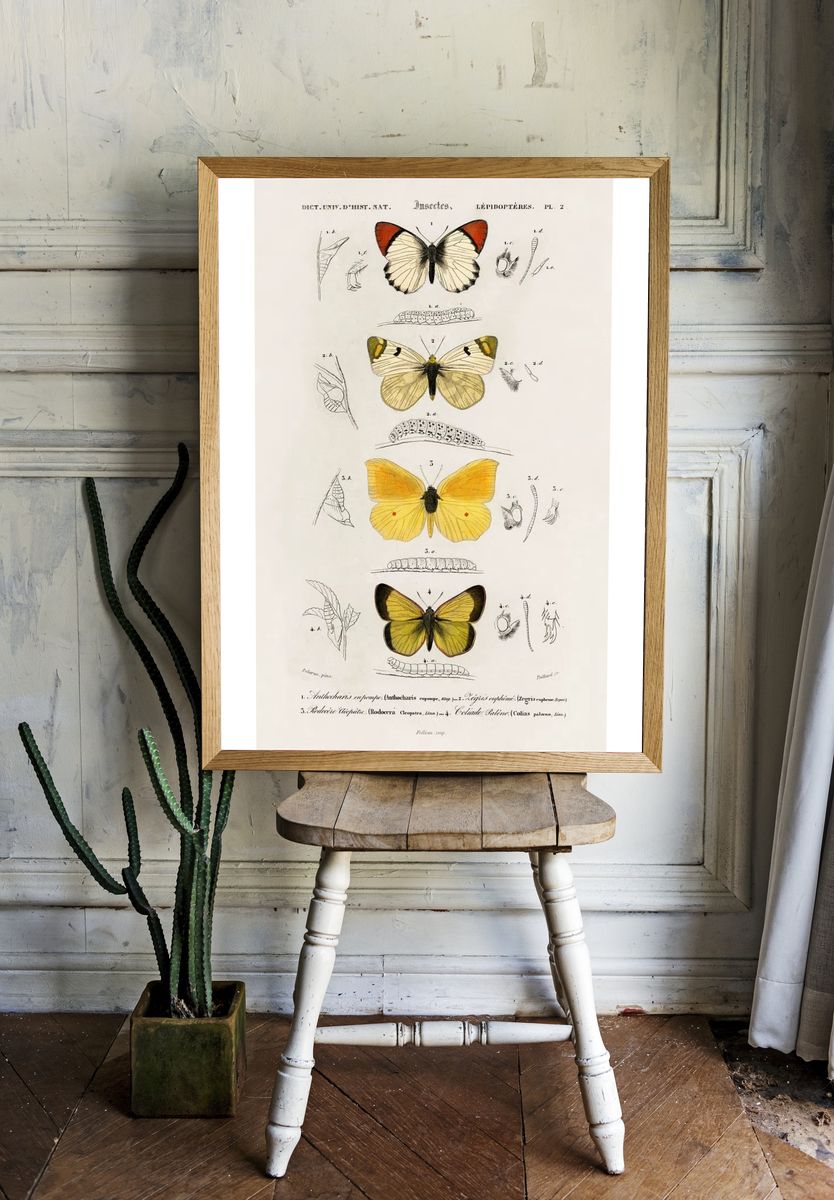 Different types butterfly illustrated Charles. room preview