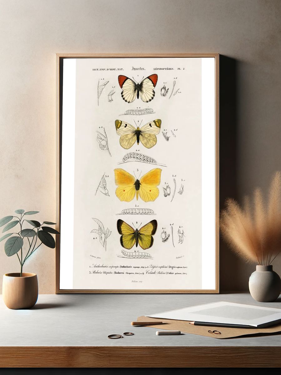 Different types butterfly illustrated Charles. — room view 2