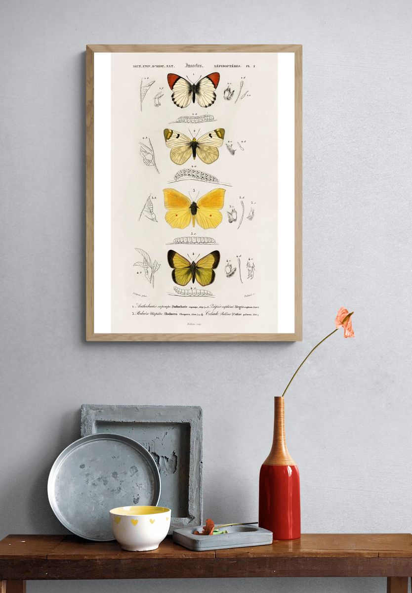 Different types butterfly illustrated Charles. — room view 3