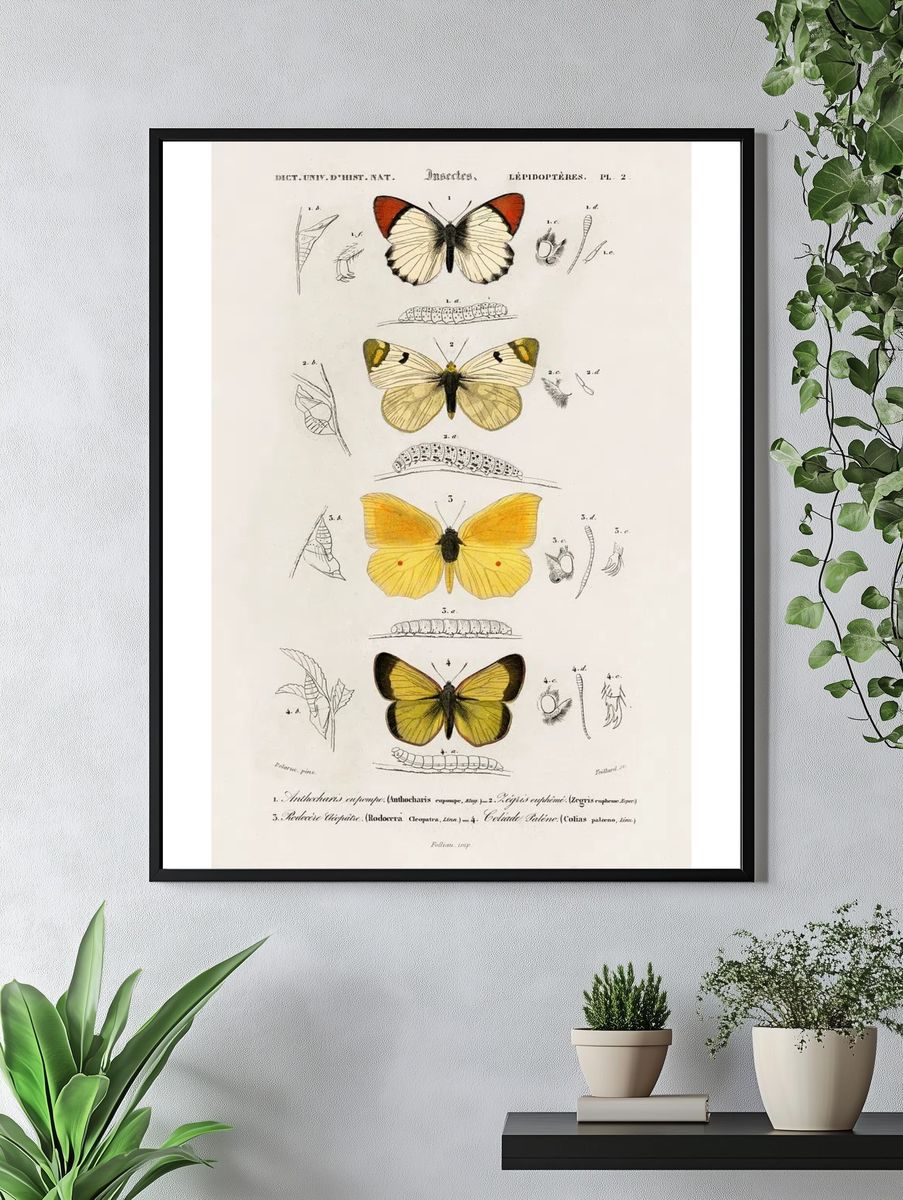 Different types butterfly illustrated Charles. — room view 4