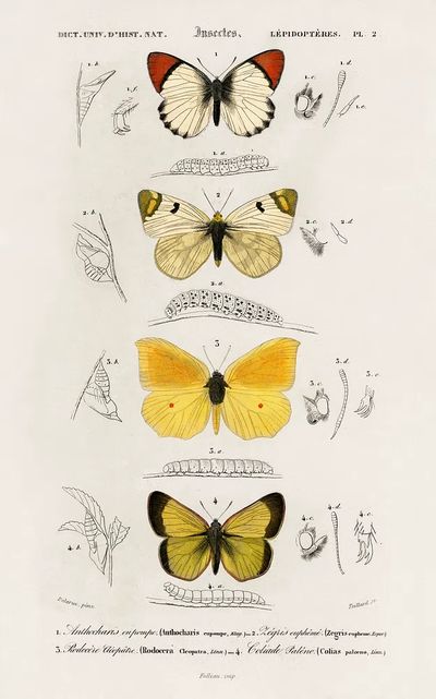 Different types butterfly illustrated Charles.