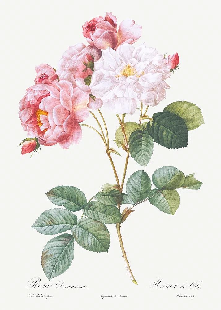 Rosa × damascena, Rosebush (Rosa damascena) from Les Roses (1817–1824). poster — botanical art