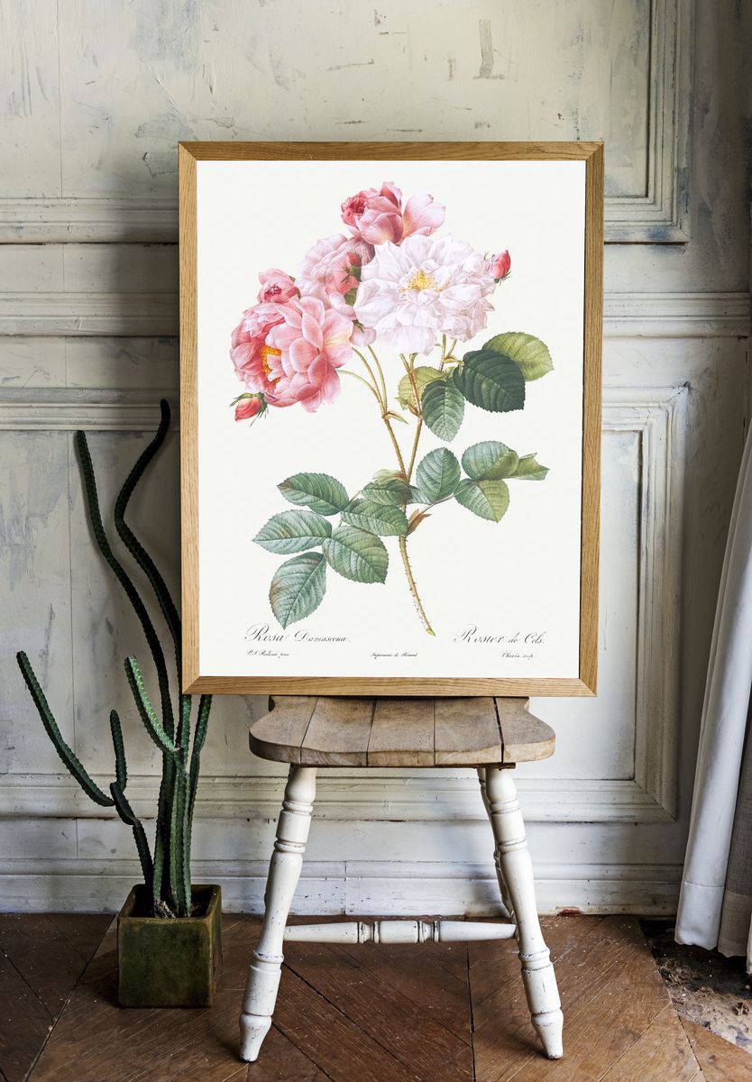 Rosa × damascena, Rosebush (Rosa damascena) from Les Roses (1817–1824). room preview
