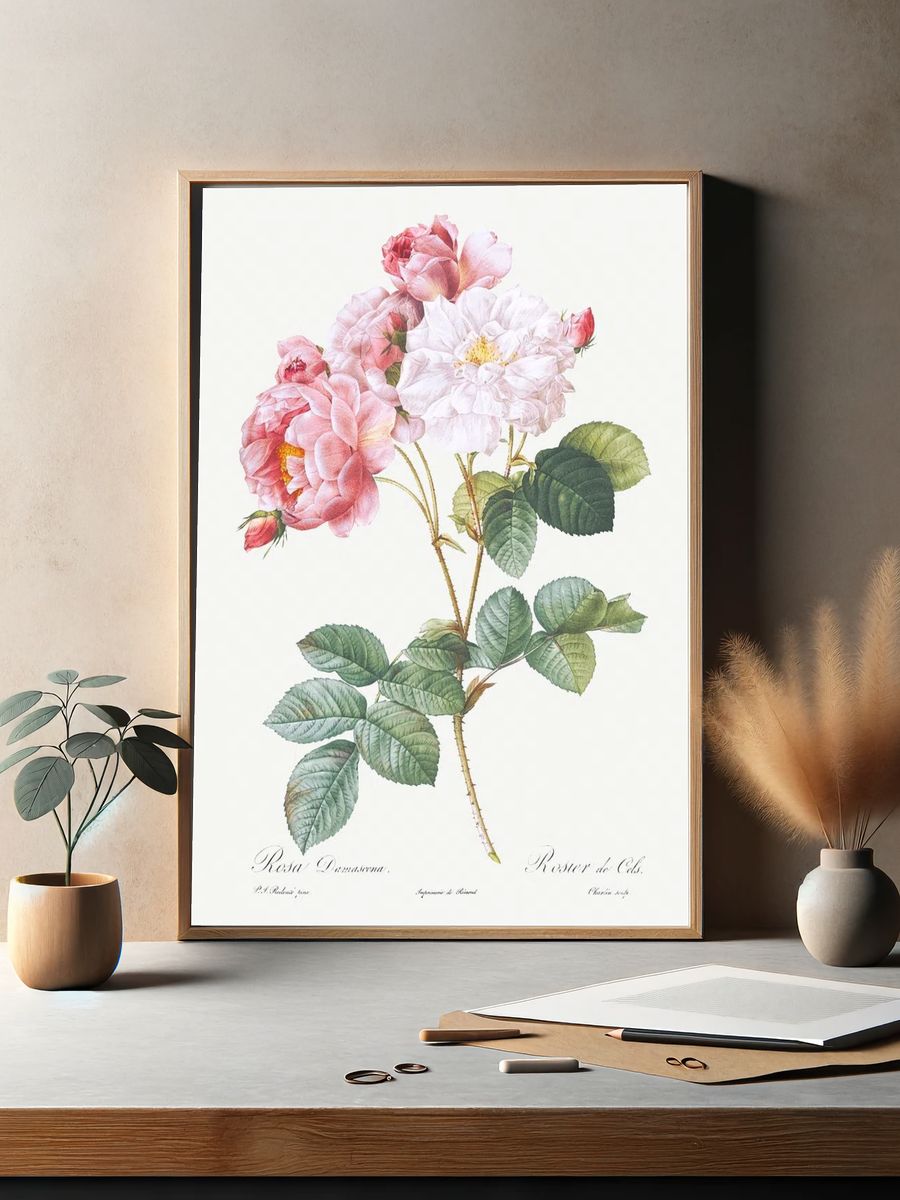 Rosa × damascena, Rosebush (Rosa damascena) from Les Roses (1817–1824). — room view 2