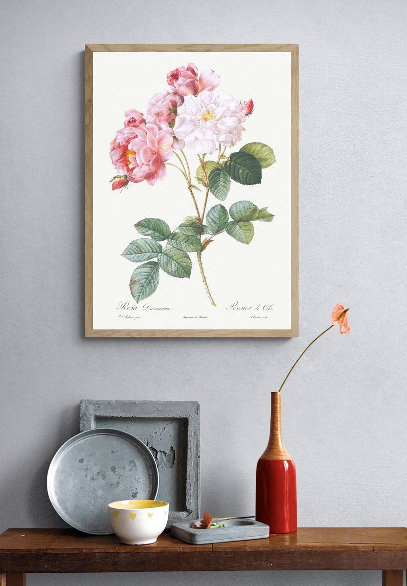 Rosa × damascena, Rosebush (Rosa damascena) from Les Roses (1817–1824). — room view 3