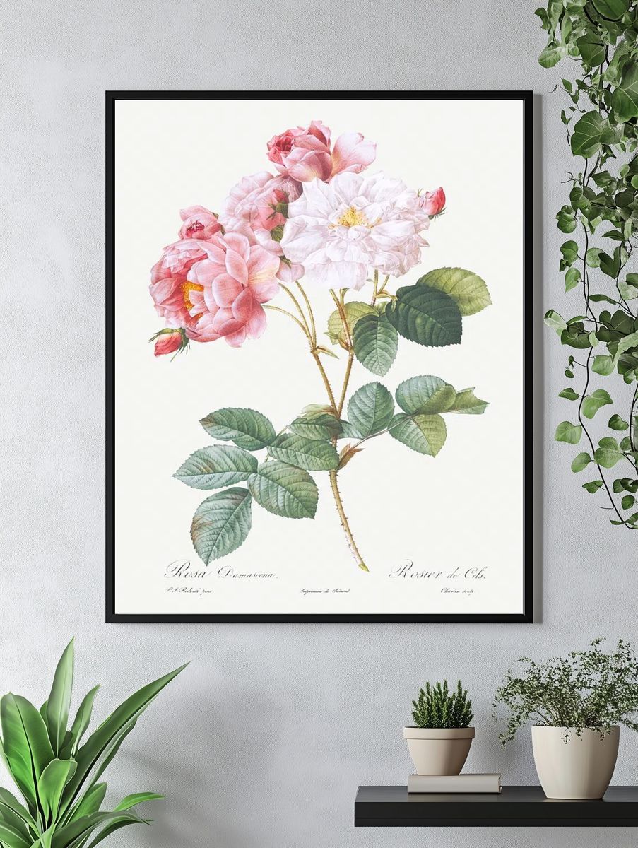 Rosa × damascena, Rosebush (Rosa damascena) from Les Roses (1817–1824). — room view 4