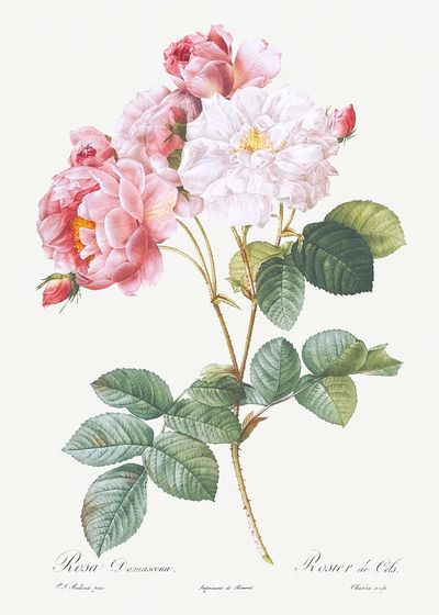 Rosa × damascena, Rosebush (Rosa damascena) from Les Roses (1817–1824).