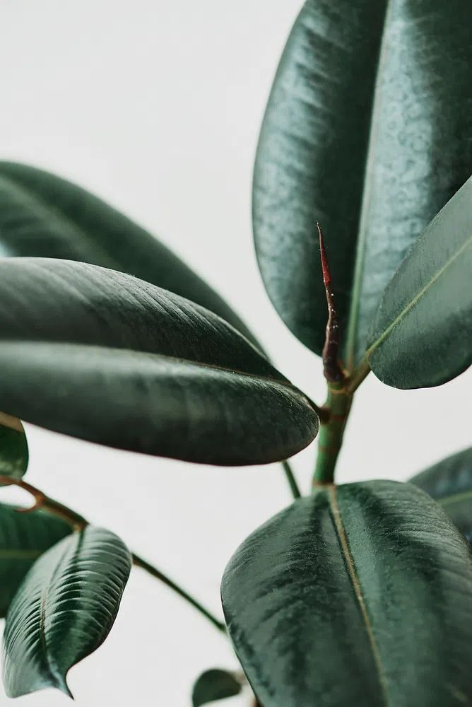 Rubber plant leaves gray background. poster detail