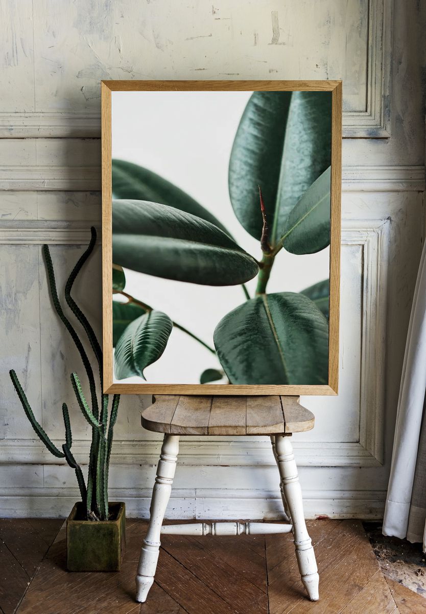 Rubber plant leaves gray background. room preview