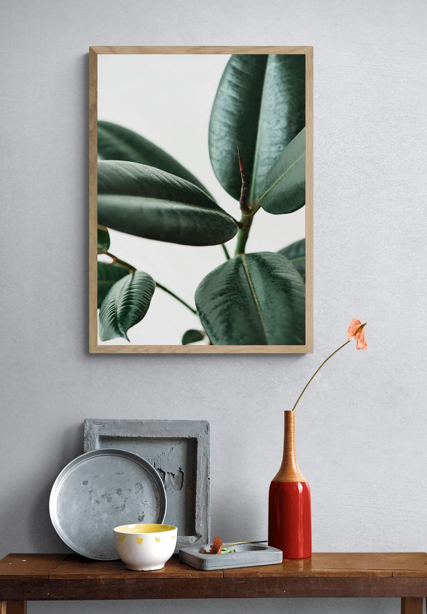 Rubber plant leaves gray background. — room view 3