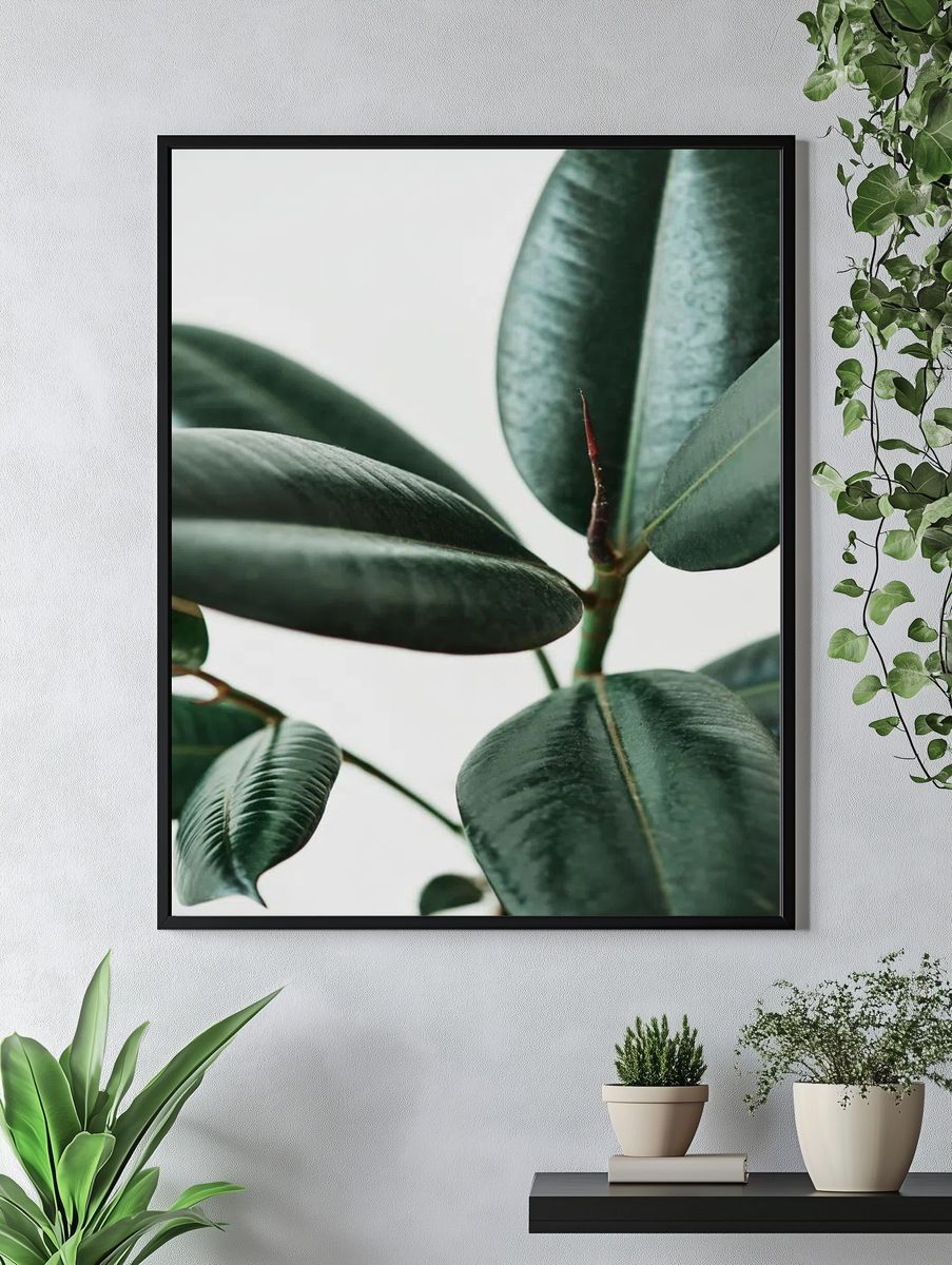 Rubber plant leaves gray background. — room view 4