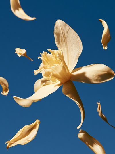 Floating Flower Petals Botanical Print.