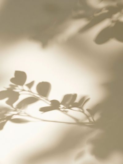 Soft Botanical Shadows Print. poster
