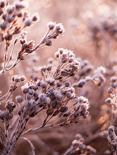 Dead flowers frozen field. poster