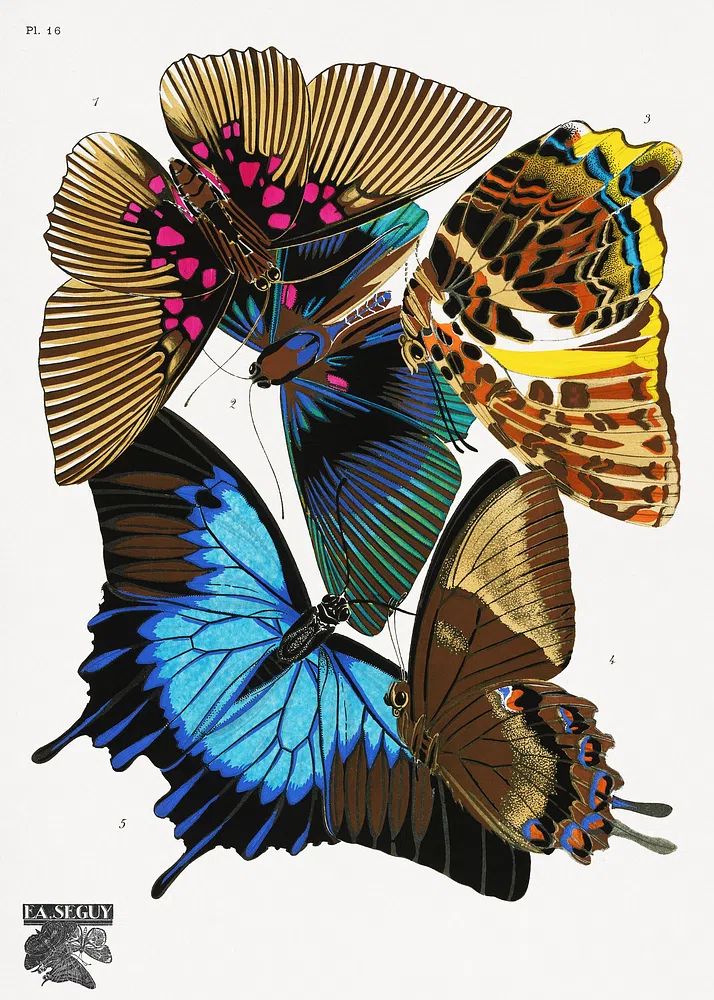 E.A. Séguy 's vintage butterflies. poster detail