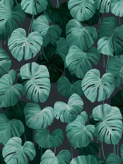 Tropical Monstera Leaves Illustration Poster.