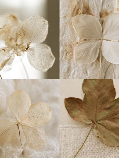 Pressed Hydrangea Botanical Print. poster