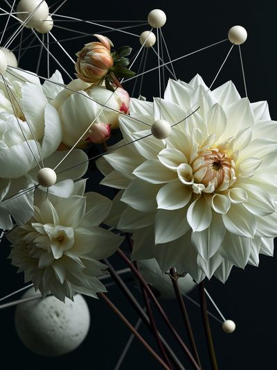 White Dahlia Geometry Print.