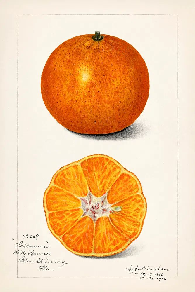Orange (Citrus Sinensis) (1916) Amanda. poster — botanical art