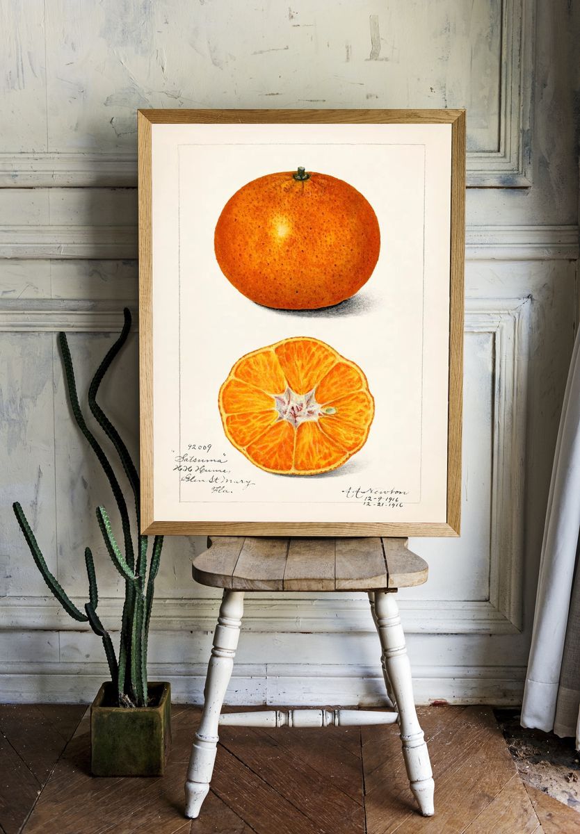 Orange (Citrus Sinensis) (1916) Amanda. — room view 1