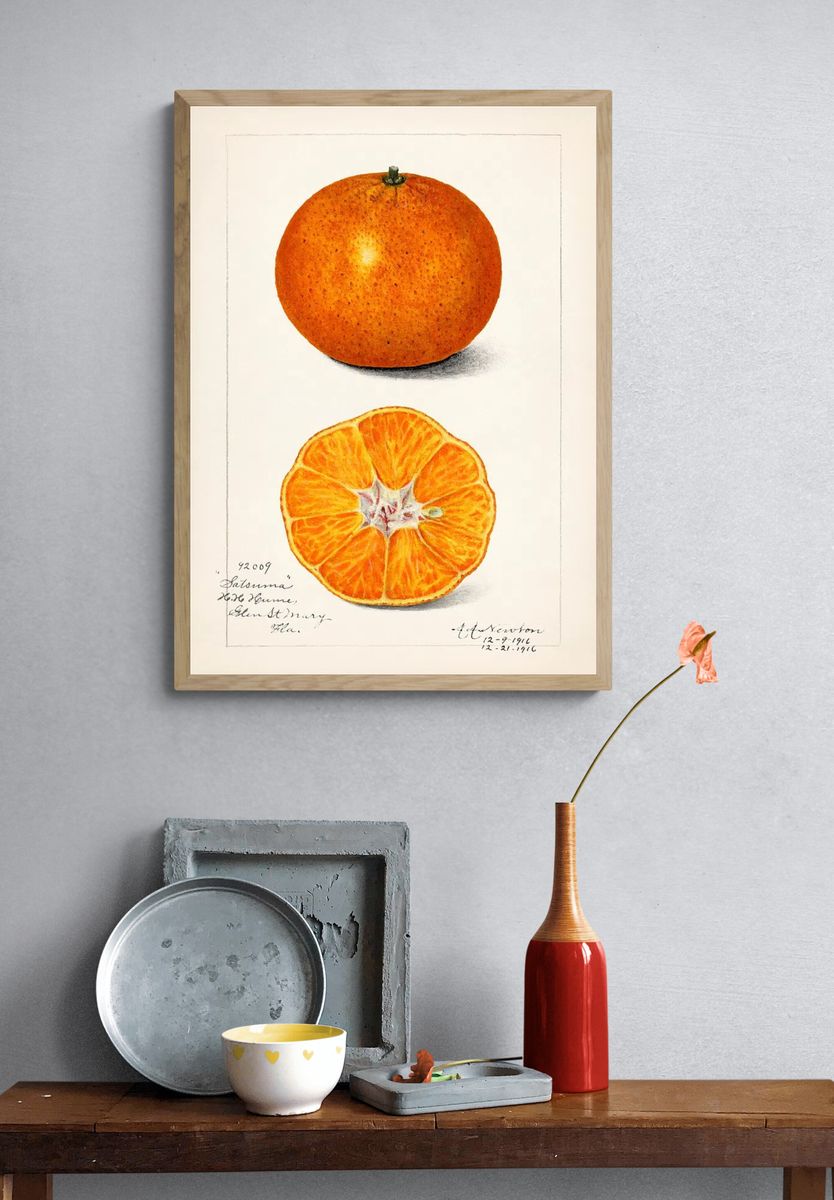 Orange (Citrus Sinensis) (1916) Amanda. — room view 3