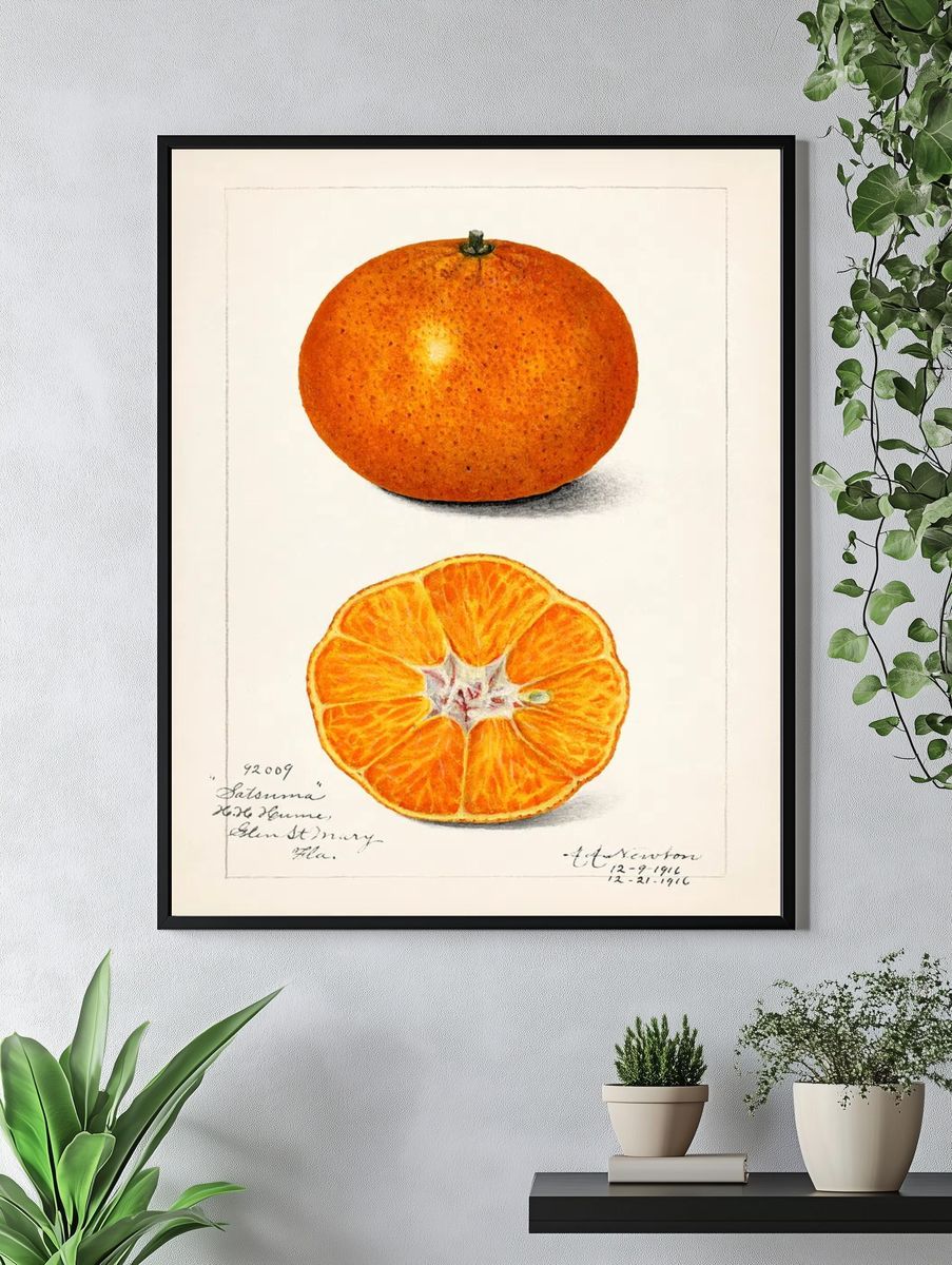 Orange (Citrus Sinensis) (1916) Amanda. — room view 4