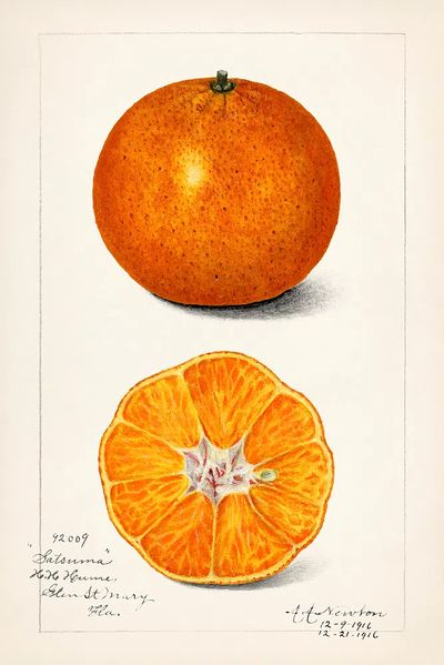 Orange (Citrus Sinensis) (1916) Amanda. poster print