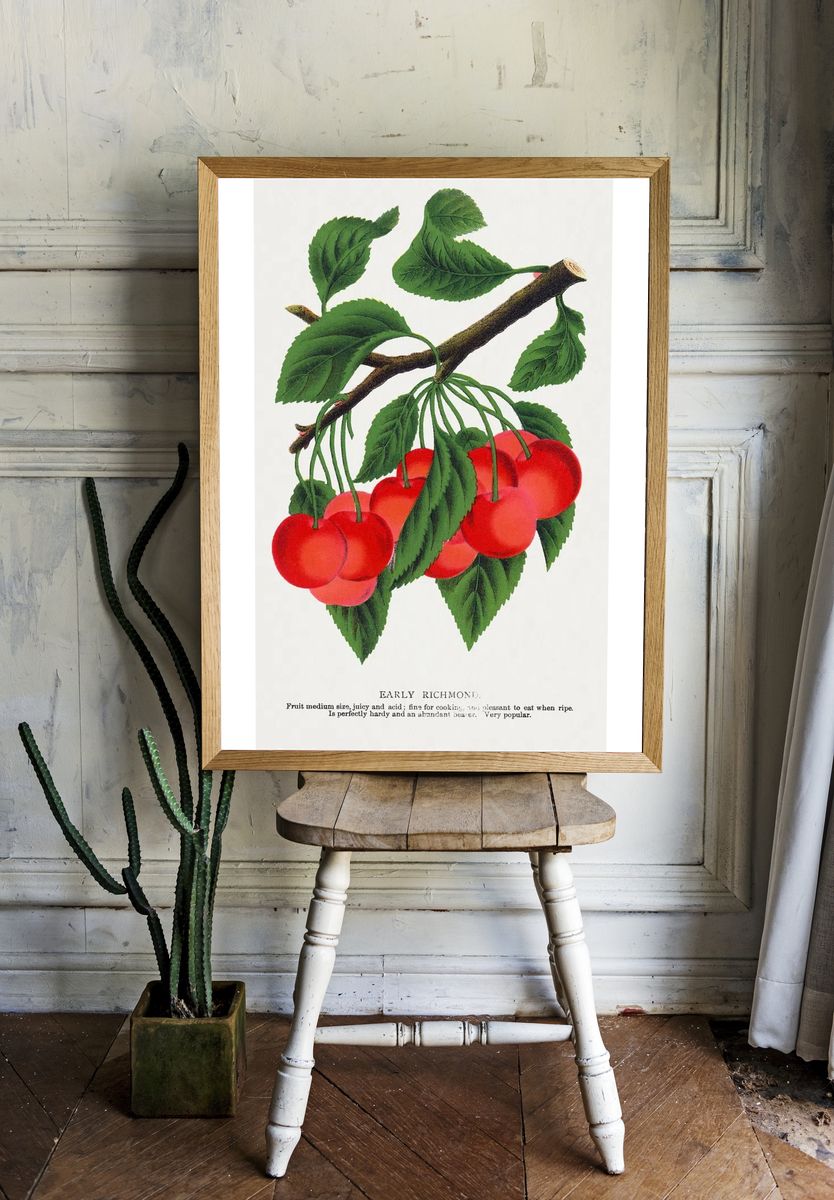 Early Richmond Cherry Botanical Print. — room view 1