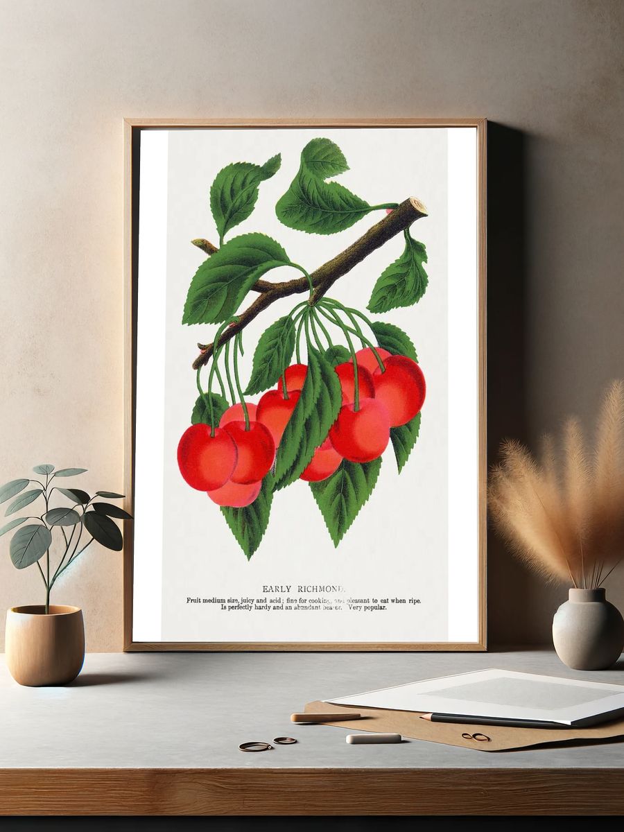 Early Richmond Cherry Botanical Print. — room view 2